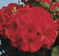 Pelargonia zonale Classic Diabolo czerwona półpełna
