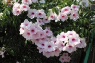 Pandorea jaśminowa pnąca