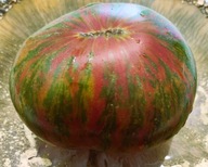 Pomidor Summer of Love (113) nasiona kolekcjonerskie