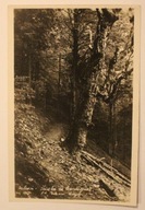 Ustroń - Ścieżka na Czantorię, CZYSTA, STARA, fot. Tadeusz Kubisz, Cieszyn