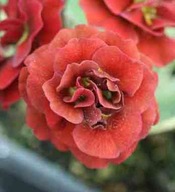 PIERWIOSNEK ŁYSZCZAK ##### FOREST FIRE ##### Pierwiosnek Belarina