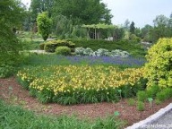 liliowiec stella d'oro sadzonka w pojemniku wieloletnia na rabaty