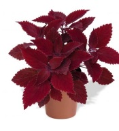 Coleus Rediculous doskonała KOLEUS roślina strukturalna