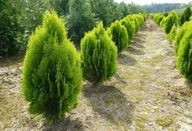 Tuja 'Aurea Nana' miniaturowa orientalna złocista tuja MINI w doniczce P9