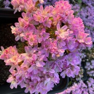 Zawciąg jałowcolistny Armeria juniperifolia "New Zealand Form"