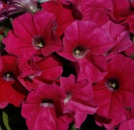 Petunia Cascadias FUCHSIA ZWISAJĄCA