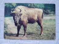 KRAKÓW ZOO ŻUBR PIECZĄTKA Z ZOO WARSZAWA