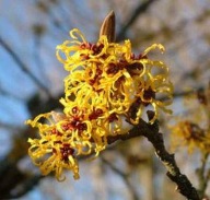 Oczar wirginijski kwitnie w zimie żółte kwiaty duże sadzonki