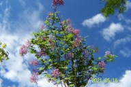 Bez niebieski pachnący szczepiony Verona 150 cm inny