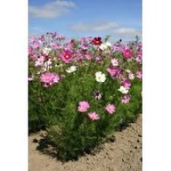 ONĘTEK KOSMOS sensation PICOTEE SADZONKA z golym korzeniem 100 szt