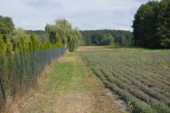 Działka, Klarów, Milejów, Łęczyński, 8136 m²