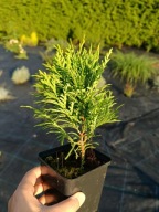 20 sztuk Thuja danica kulka tuja kula 10-15 najtaniej w doniczce P9