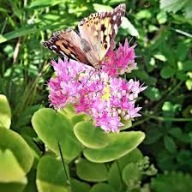 Rozchodnik okazały brillant sadzonka w pojemniku na obrzeża