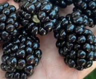 Jeżyna wielkoowocowa bezkolcowa NATCHEZ nowość