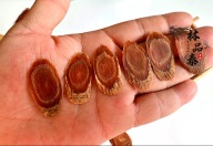 Żeń szeń czerwony plastry Gatunek1 200g Changbai Mountain Ginseng