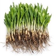 CZOSNEK NIEDŹWIEDZI DORODNE CEBULKI SADZONKI 65 sztuk