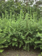 Modrzew europejski 170 cm - 180 cm. Pakiet 5 sztuk.