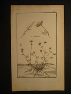 Garsault, rośliny lecznicze - Przelot pospolity, oryg 1764