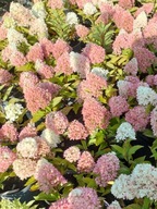 Hortensja bukietowa 'LITTLE FRESCO' sadzonki poj.3l