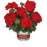 Pelargonia zonale Castello Robiene