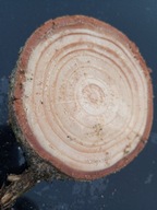 Plaster Świerku drewna krążek 1 szt – 10-15 cm Grubość 2 cm Naturalny