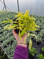 Ipomea liść wilec Illusion Emerald Lace