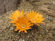 Kaktus ,Rebutia, Mediolobivia einsteinii WR 509