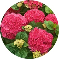 Hortensja ogrodowa czerwona Red Baron 1,5L