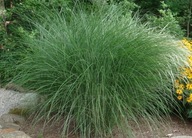 MISKANT CHIŃSKI 'GRACILLIMUS' sadzonka 2l