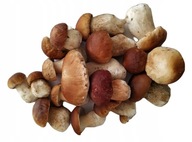 PRAWDZIWKI BOROWIKI SUSZONE SAME KAPELUSZE ATEST 2024 PODKARPACIE