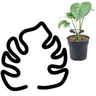 Podpórka do kwiatów MONSTERA chwytak do roślin gałęzi OBEJMA 12 CM