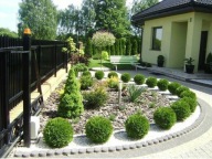 Thuja danica kulka tuja kula 20 - 25 cm kopana z gruntu najtaniej