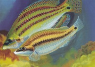 Pocztówka Ukraina 2024 EUROPA. Podwodna fauna i flora. Rzekotka zielona