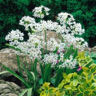 Czosnek ozdobny Neapolitański biały sadzonka w doniczce p9 10 cm wieloletni