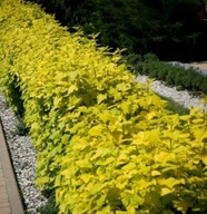 Pęcherznica ''GOLDEN NUGET'' na cięty jasny żywopłot