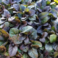 Dąbrówka rozłogowa Ajuga reptans "Braun Herz"