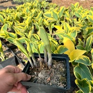 Funkia Hosta 'First Frost' W DONICZCE, wiele sadzonek