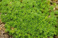 Mokrzyca rozchodnikowata - Minuartia sedoides