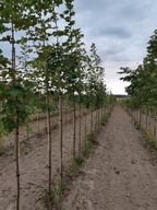 jarząb pospolity 10-12 cm 8cm nasadzenia zastępcze drzewa 12 8 10