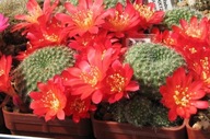 Kaktus ,Rebutia grandiflora KK 1242