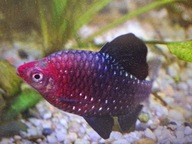 Brzanka Purpurowa ( Barbus schuberti)