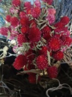 gomfrena czerwona suszona naturalna bukiet kwiaty suszone palmy wianki