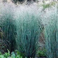 TRAWA OZDOBNA Proso Rózgowate Heavy Metal sadzonka wieloletnia odporna