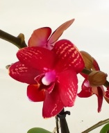 PHALENOPSIS storczyk multiflora moley 4