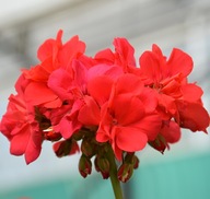 Pelargonia DUŻA INTERSPECIFIC Calliope L Deep Coral