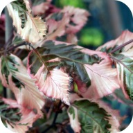 Buk pospolity Purpurea Tricolor