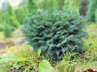 Świerk srebrny kulisty 35-40 cm