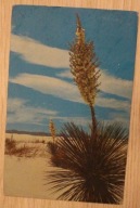 YUCCA IN BLOOM IN THE DESERT - USA