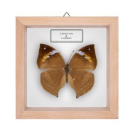 Motyl w gablotce Kalimoides rumia - samica