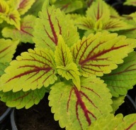 Roślina Koleus Coleus Golden Dreams KOLOROWE LISTKI
